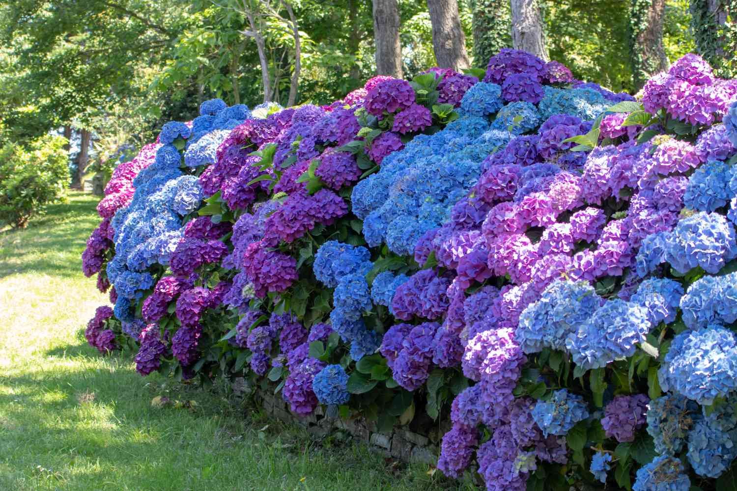 Hydrangeas and flowering shrubs